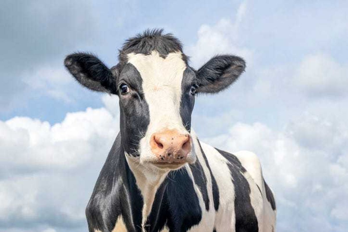 cow