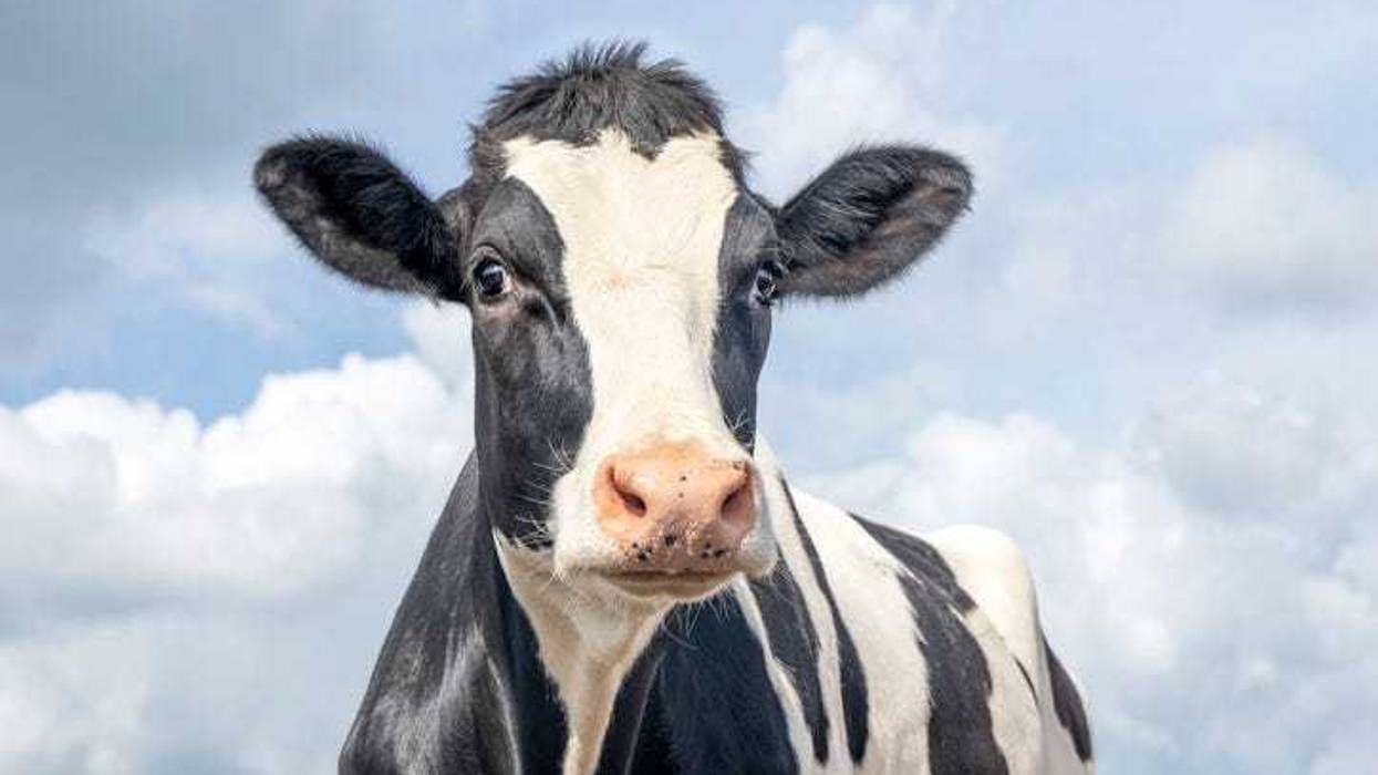 cow