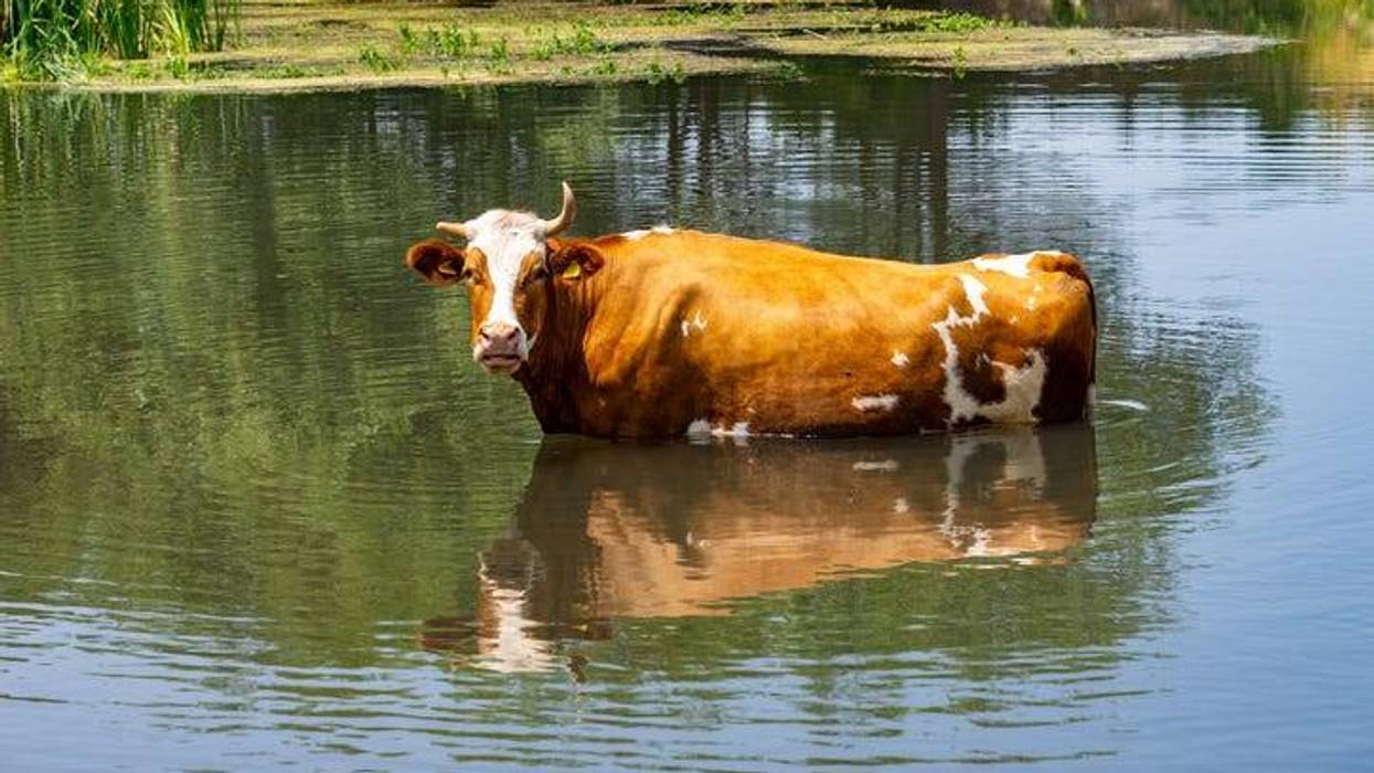 Cow