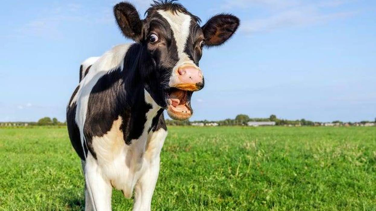 Cow