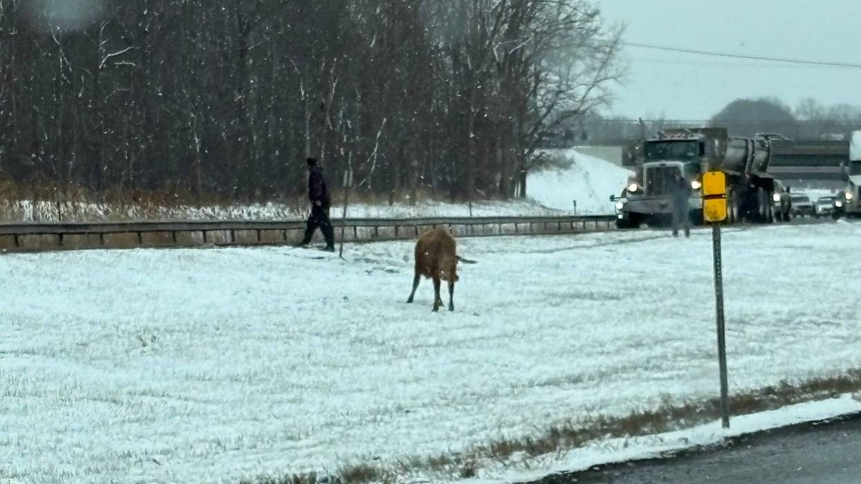 Cow