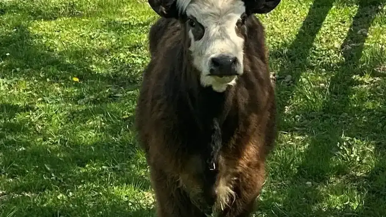 cow