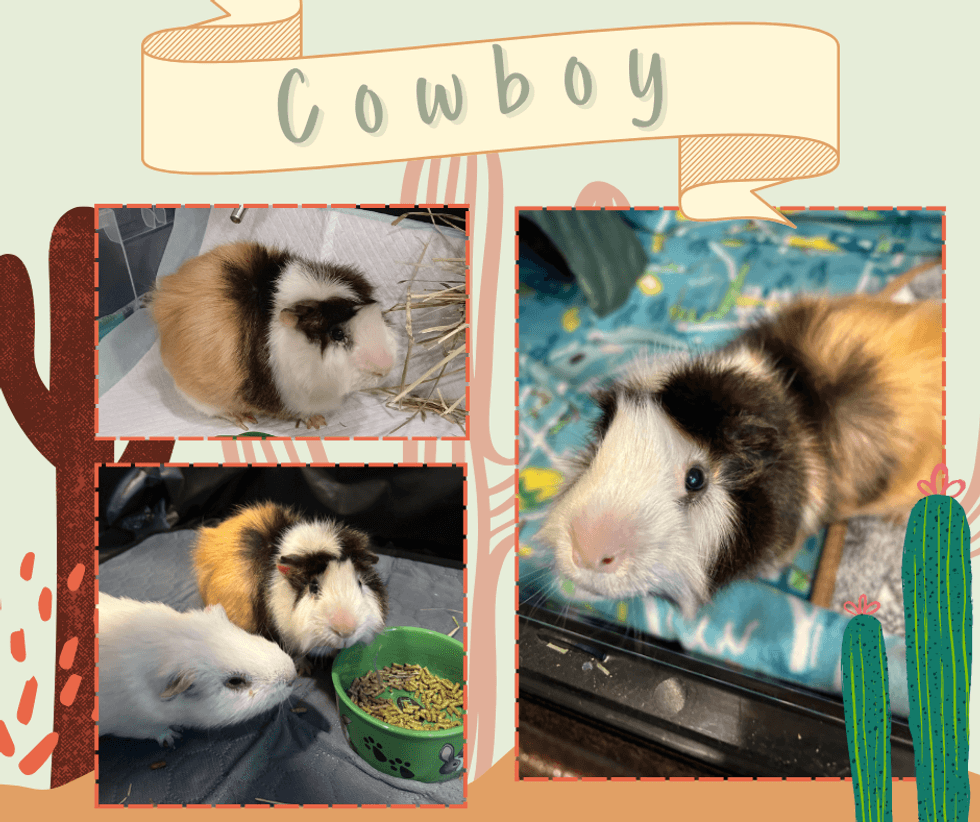 Cowboy