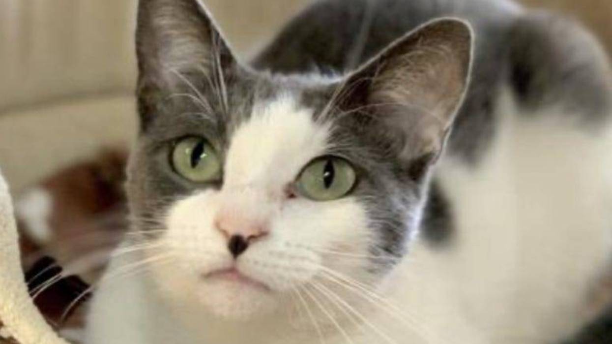 Cowgirl @ Austin Humane Society October 2020