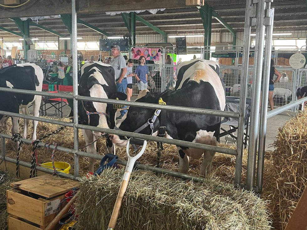 Cows at the 2024 Niagara County Fair