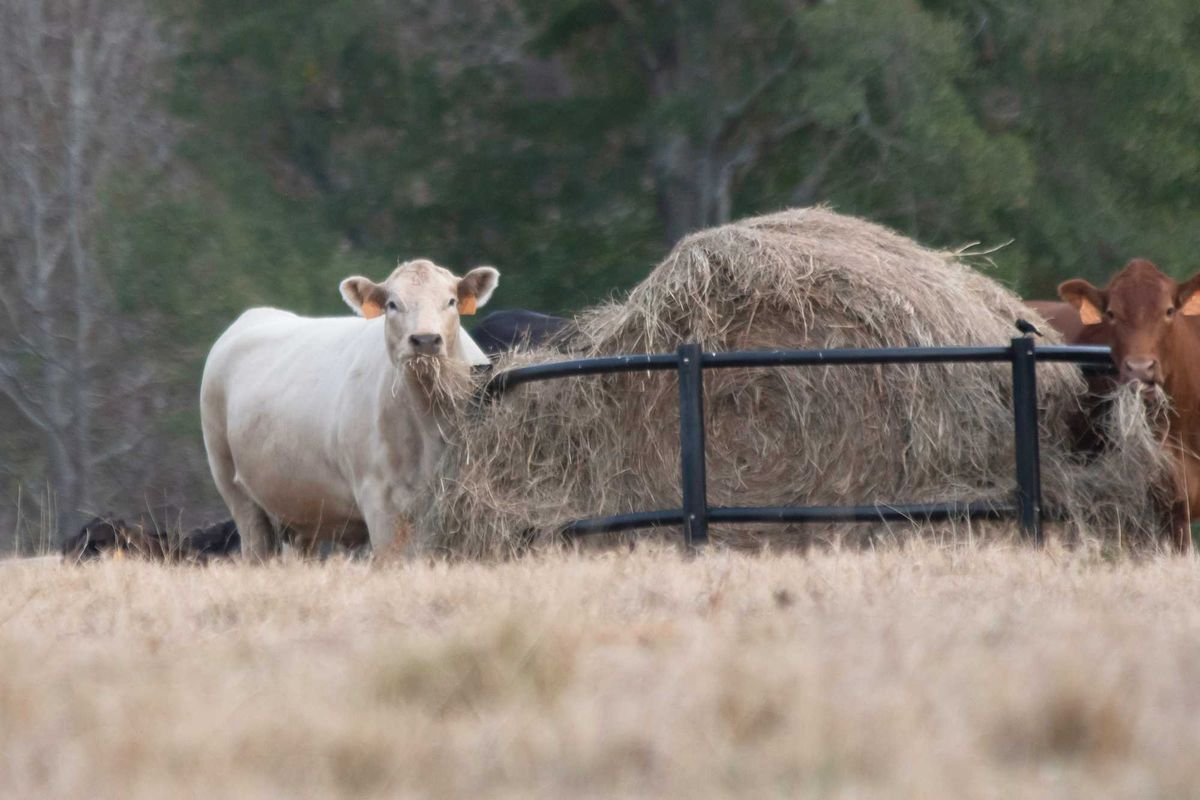 Cows eating hay