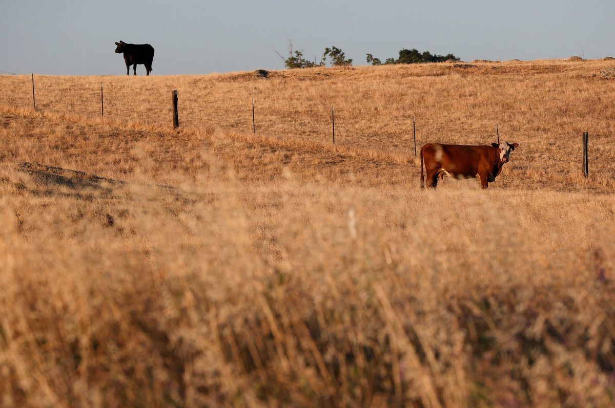 Cows graze on a field of dry grass in Chowchilla, California.