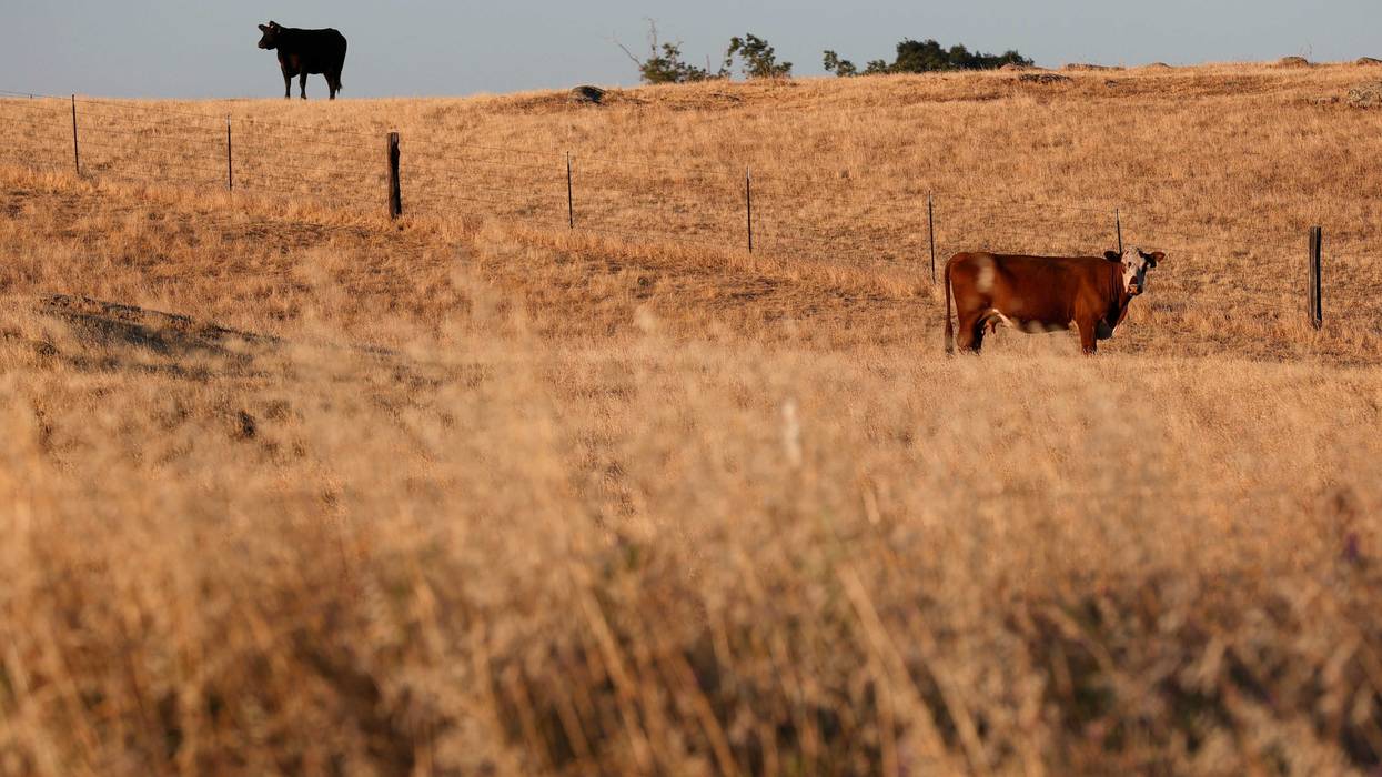 Cows graze on a field of dry grass in Chowchilla, California.