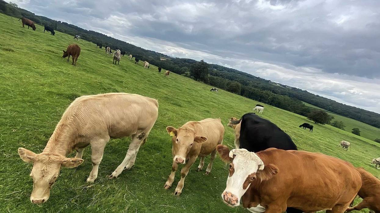 Cows in the Yorkshire countryside.