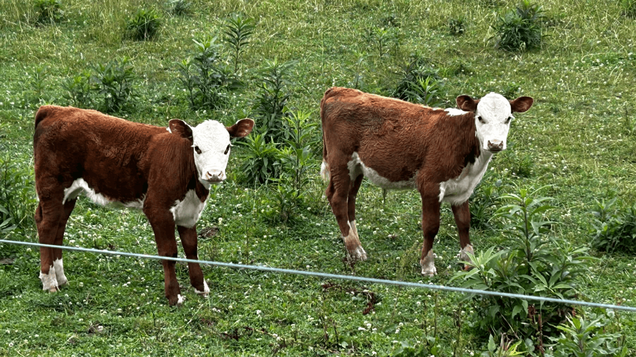 Cows missing in Perryopolis