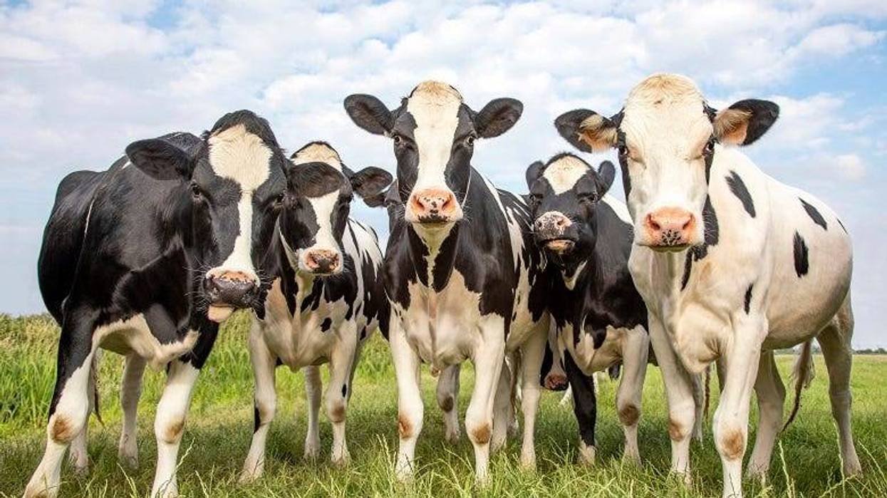 cows