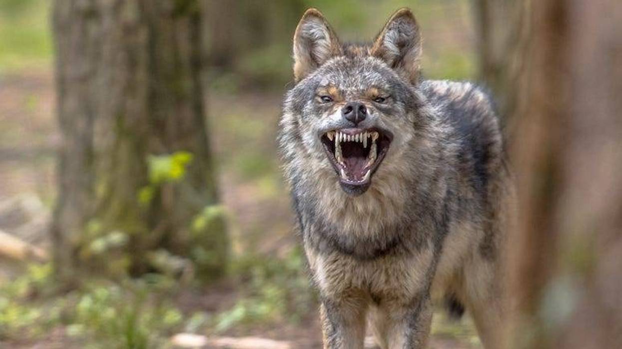 Coyote, Forest, Tree, Snarl, Teeth