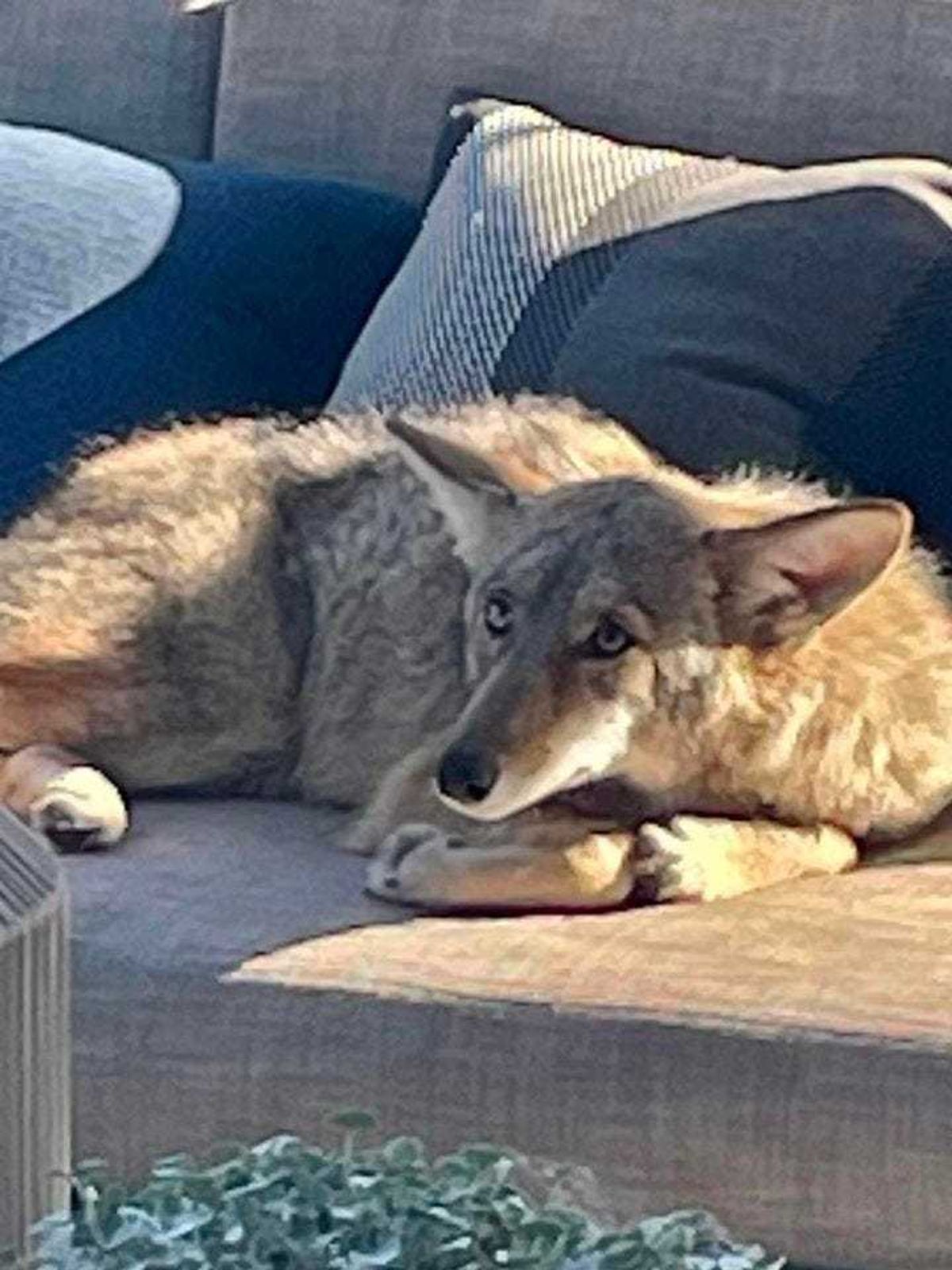 Coyote found snuggled on outdoor furniture.