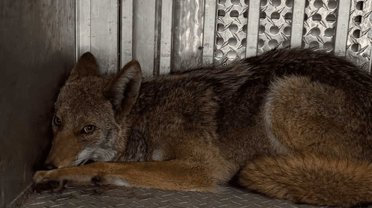Coyote in Pittsburgh