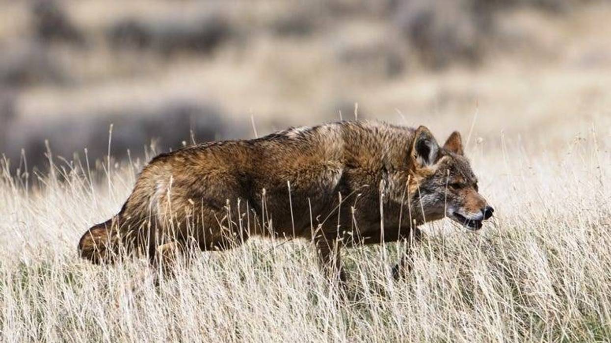 Coyote on hunt