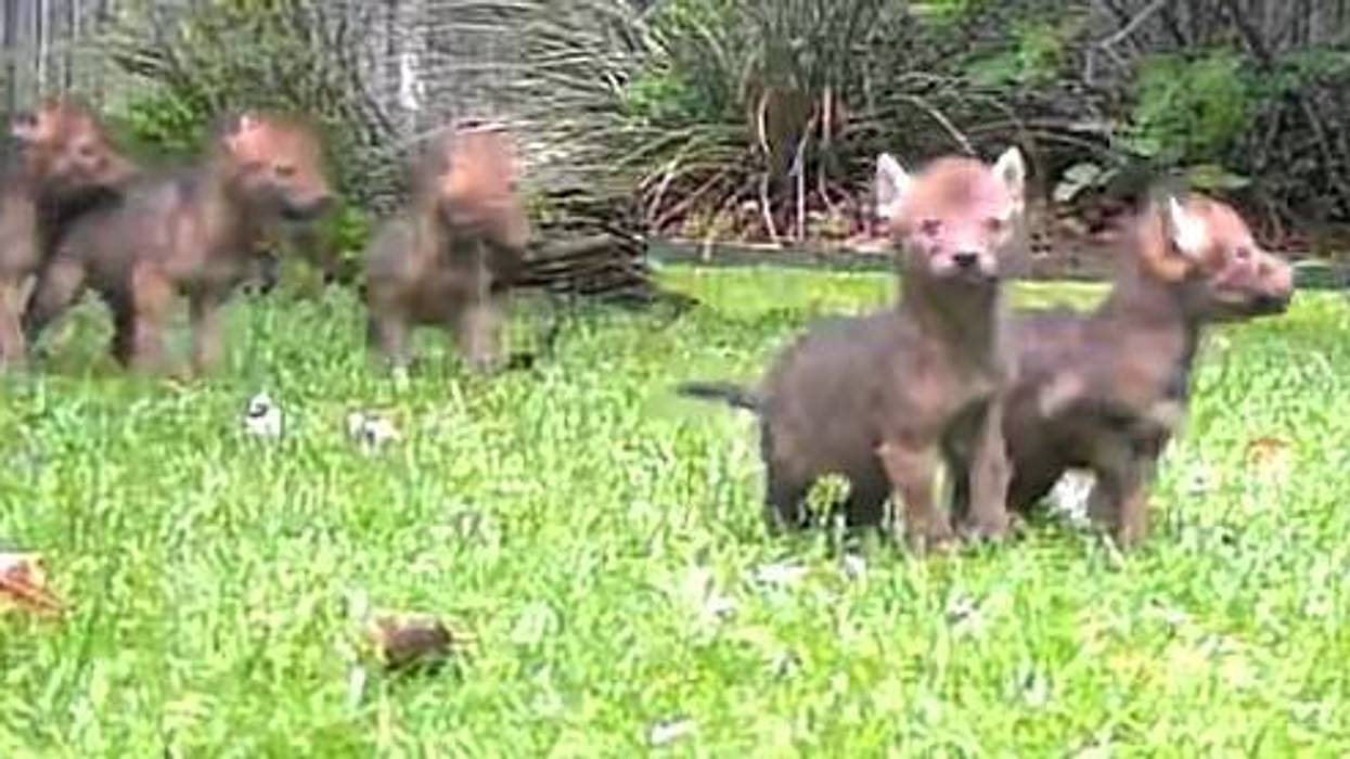 Coyote sightings on the rise in Dallas as pup season begins