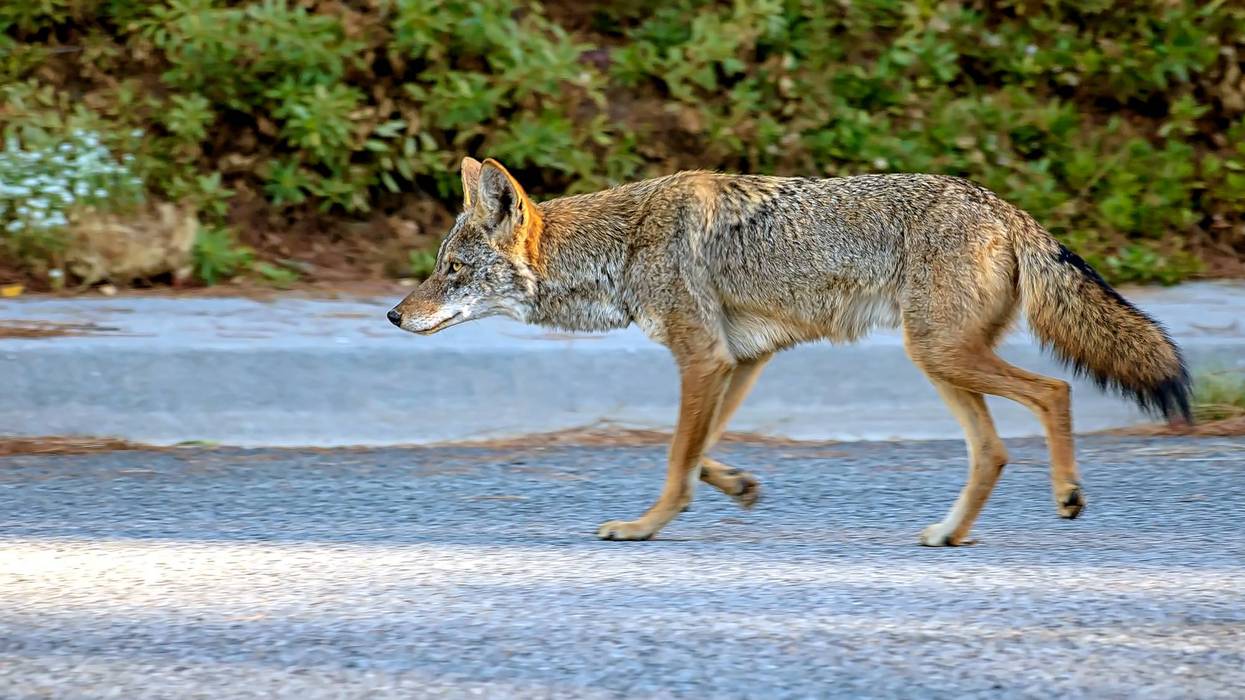 Coyote roaming the streets of Southern California.