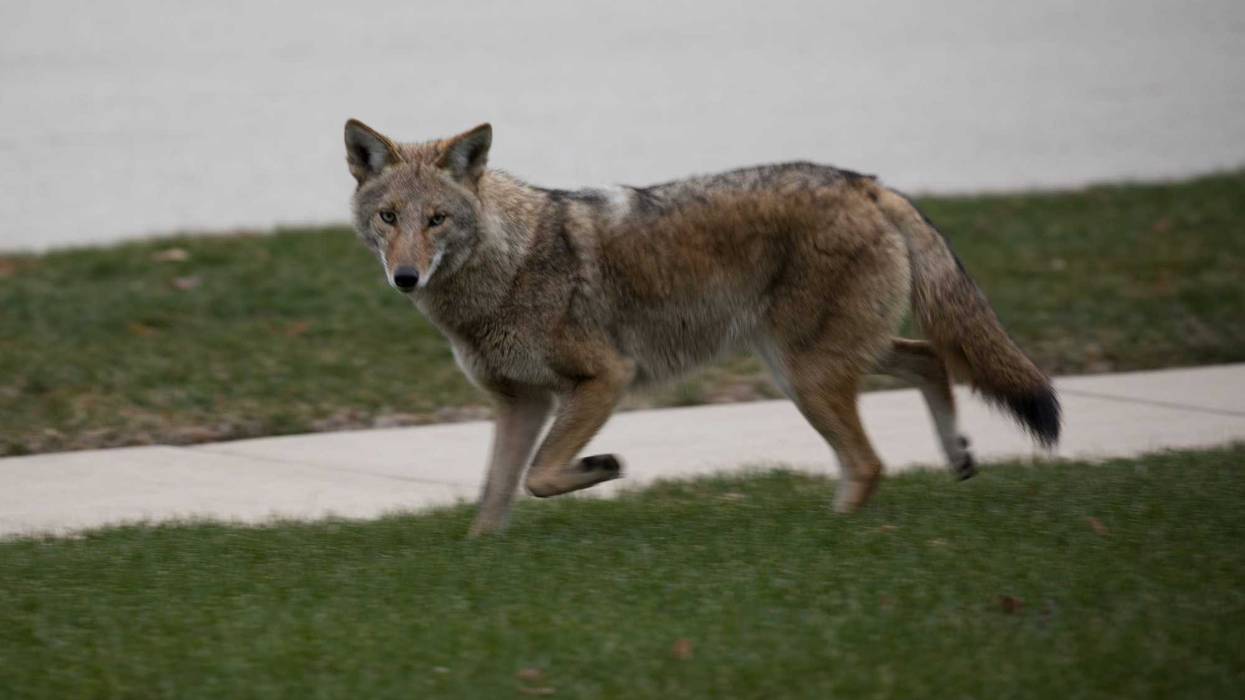 Coyote running in a lawn.