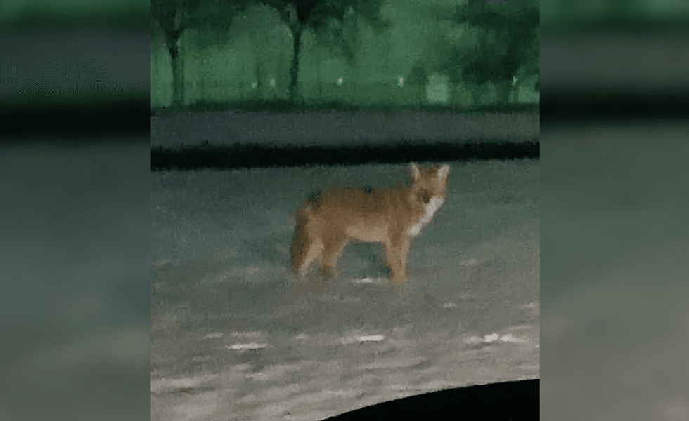 Coyote spotted in Southfield, Mich.