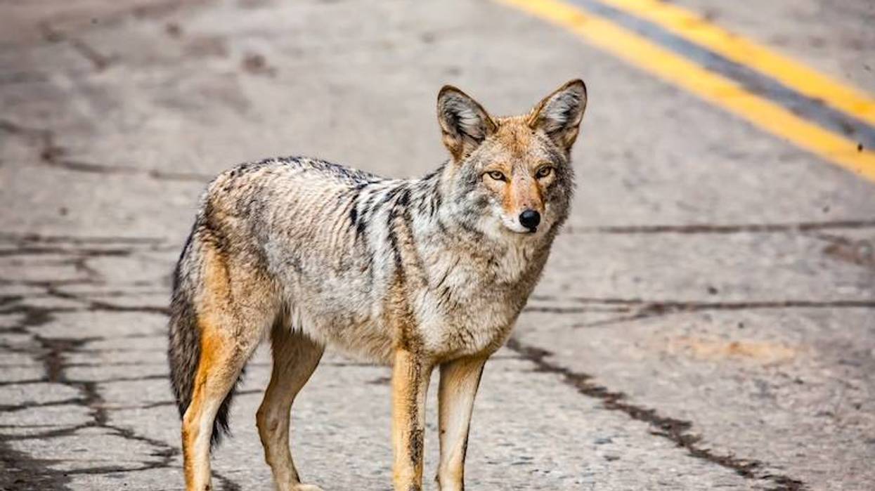 New highway signs in Galveston urging drivers to watch for “ghost wolves”