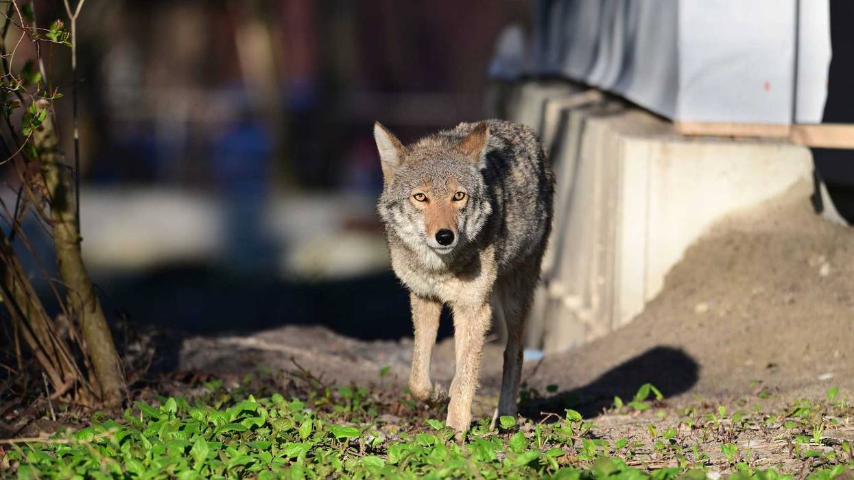 coyote