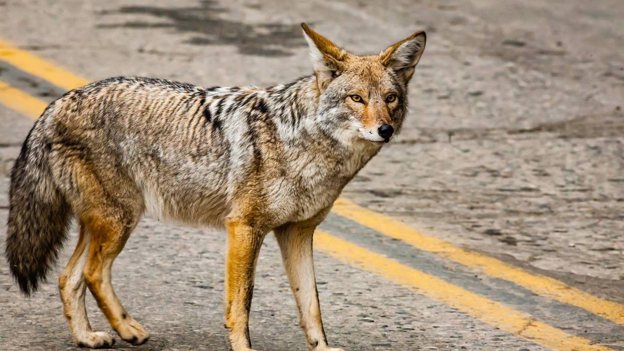 coyote