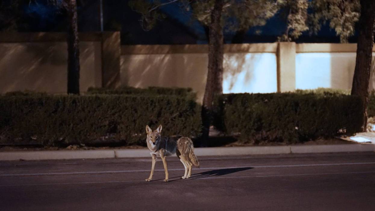 Coyotes in the city