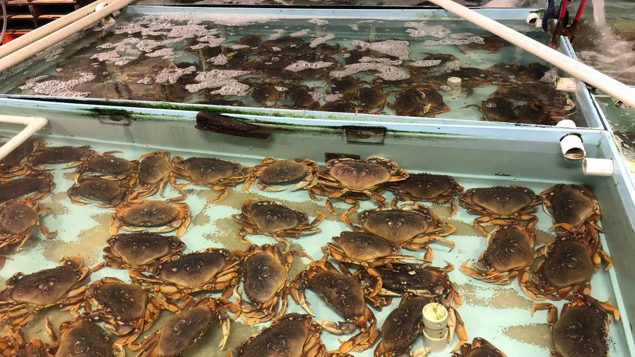 Crab season has been delayed past its usual time of Nov. 15 in the Bay Area.