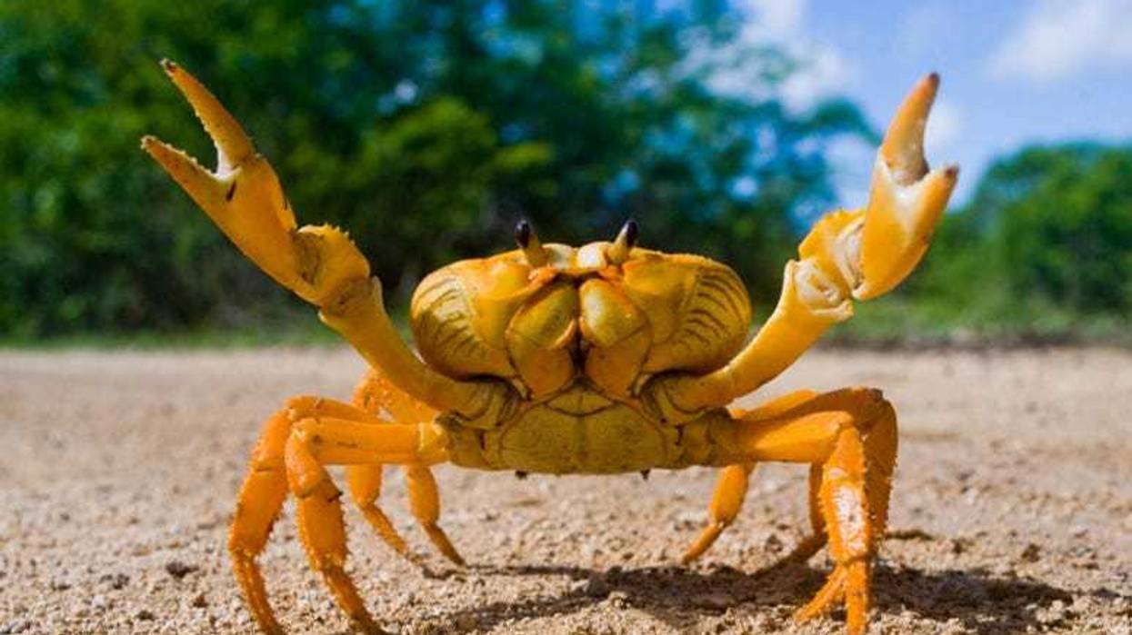 Crab
