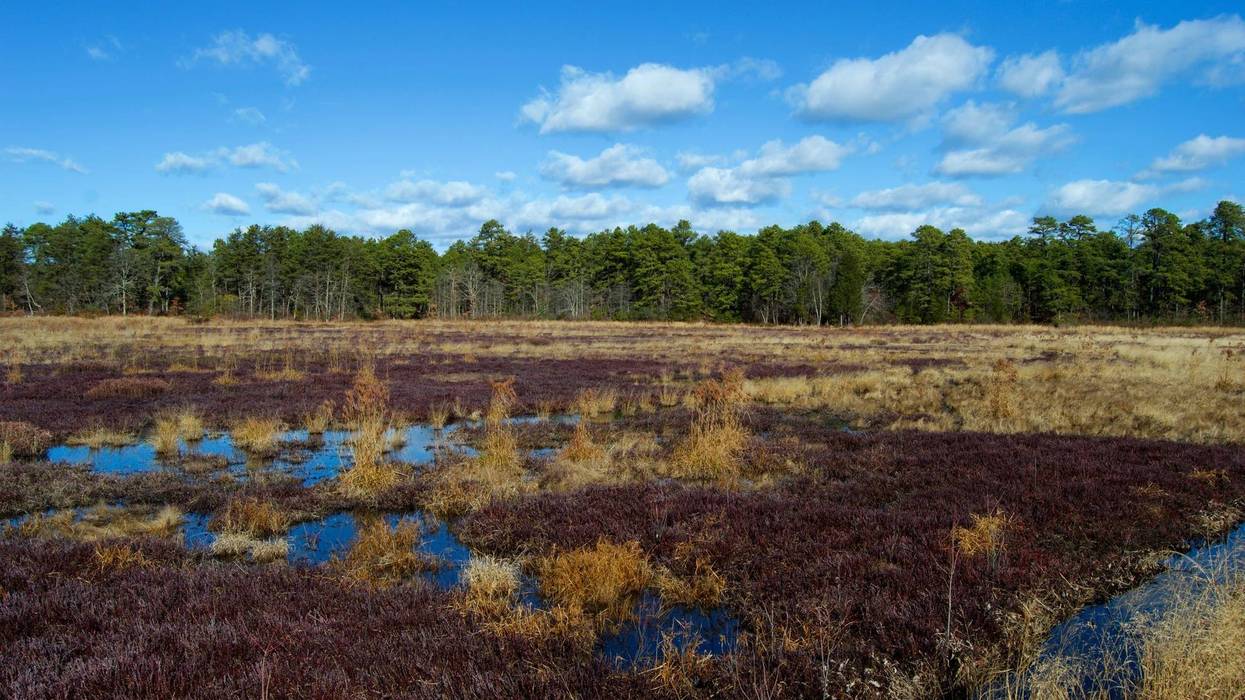 Cranberry bogs in the Pine Barrens, New Jersey