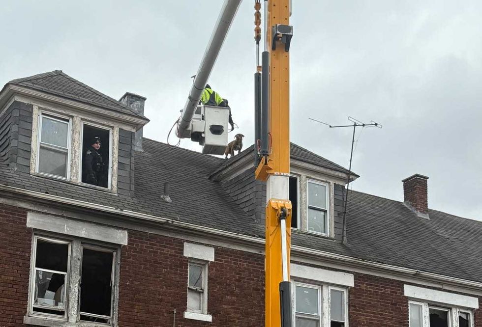 crane rescuing dog