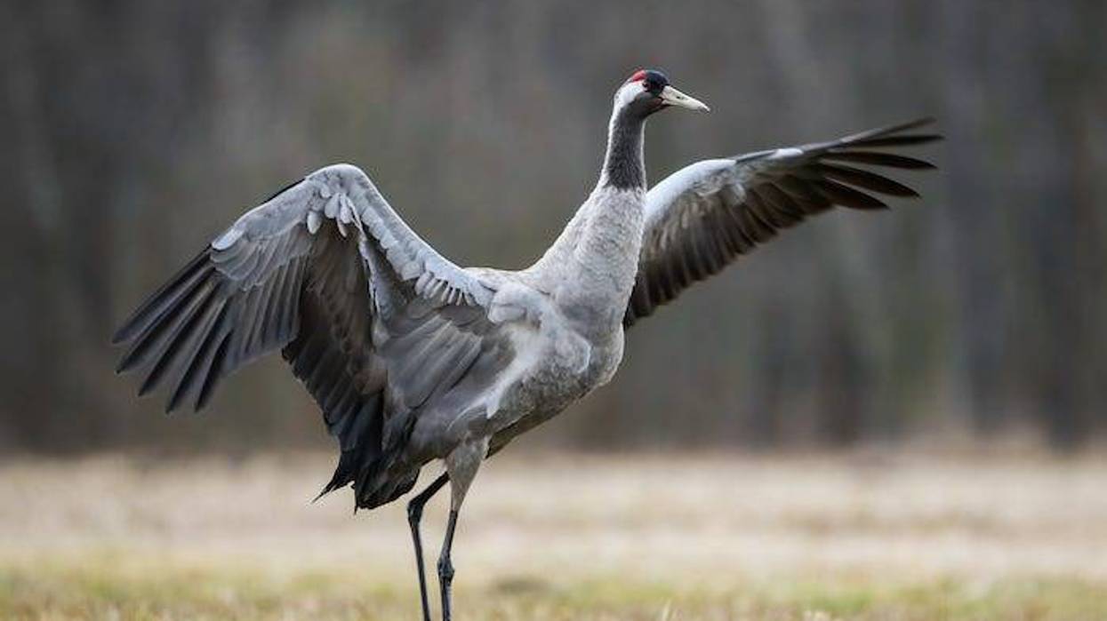 Crane stretching its wings