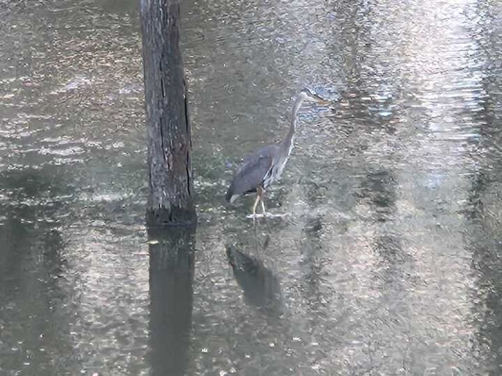 Crane submerged