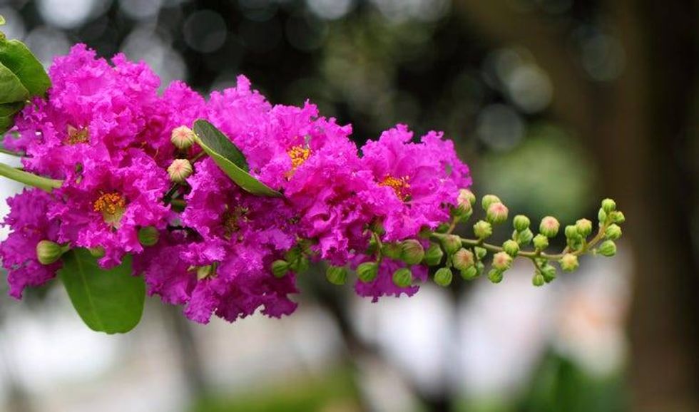 Crape Myrtle Flowers