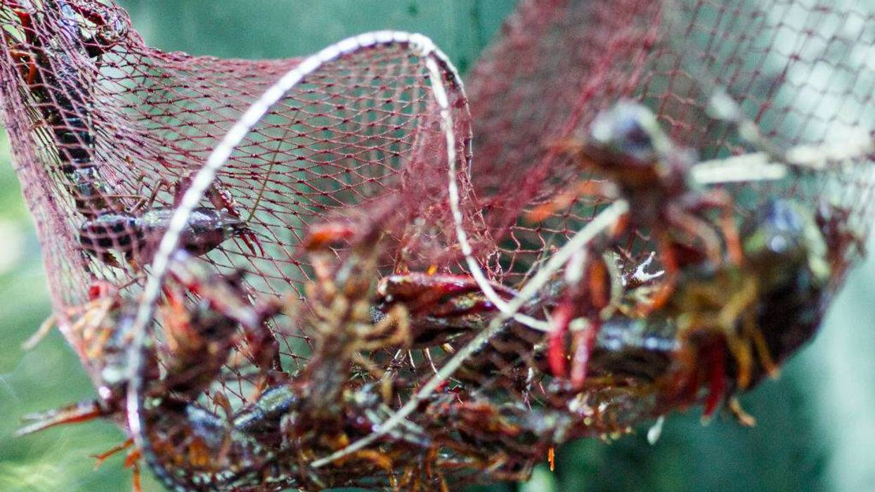 crawfish nets