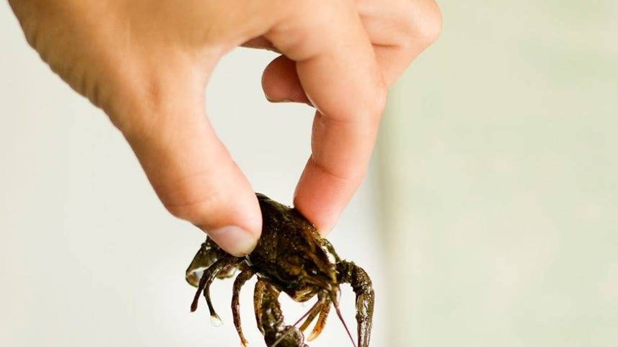 Crawfish