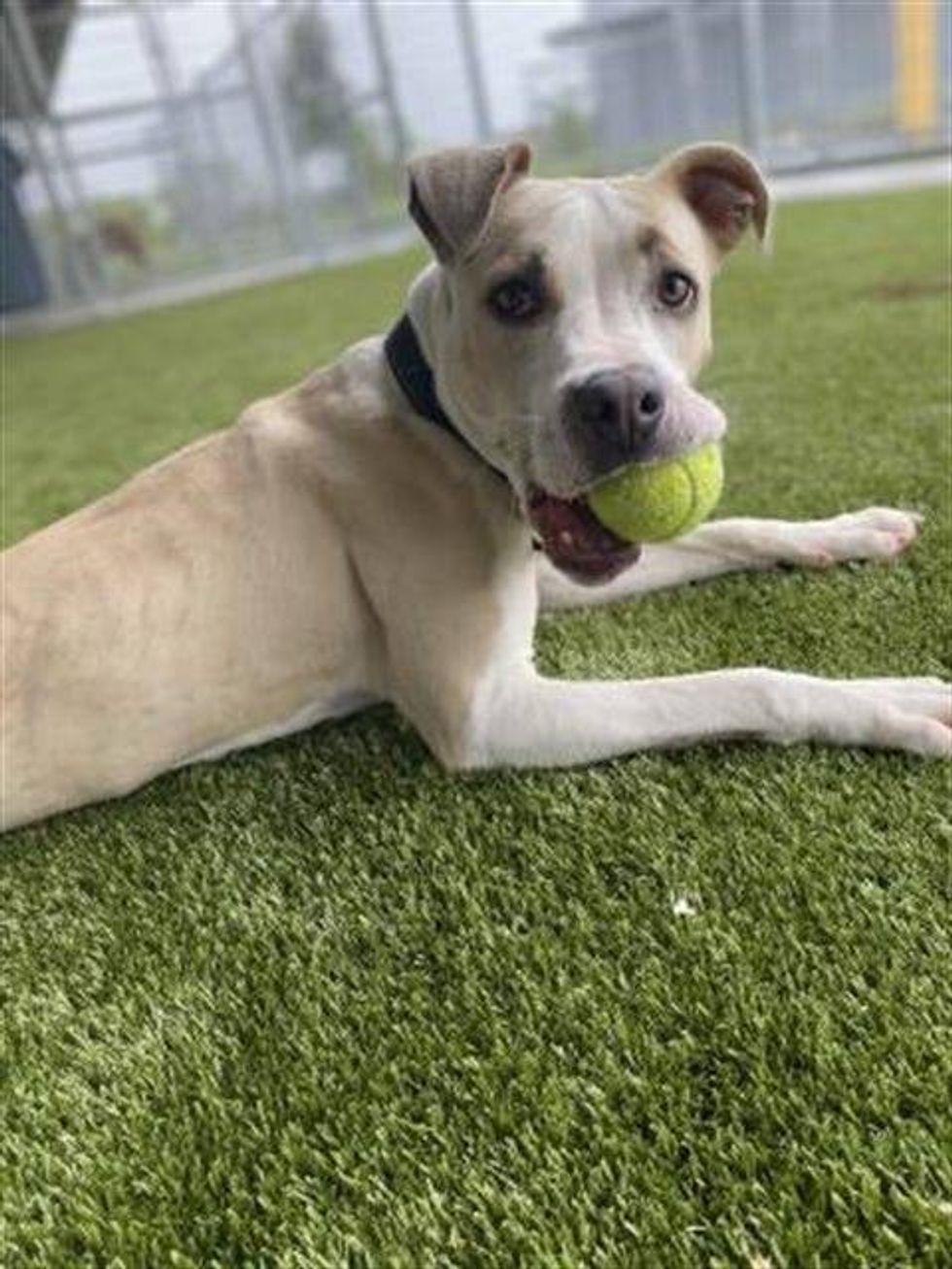 Cream is a 1 year old pit-mix who has never met a stranger (two- or four-legged). Oh, and did we mention she loves toys? Cream would do best in an active household with a playmate. She