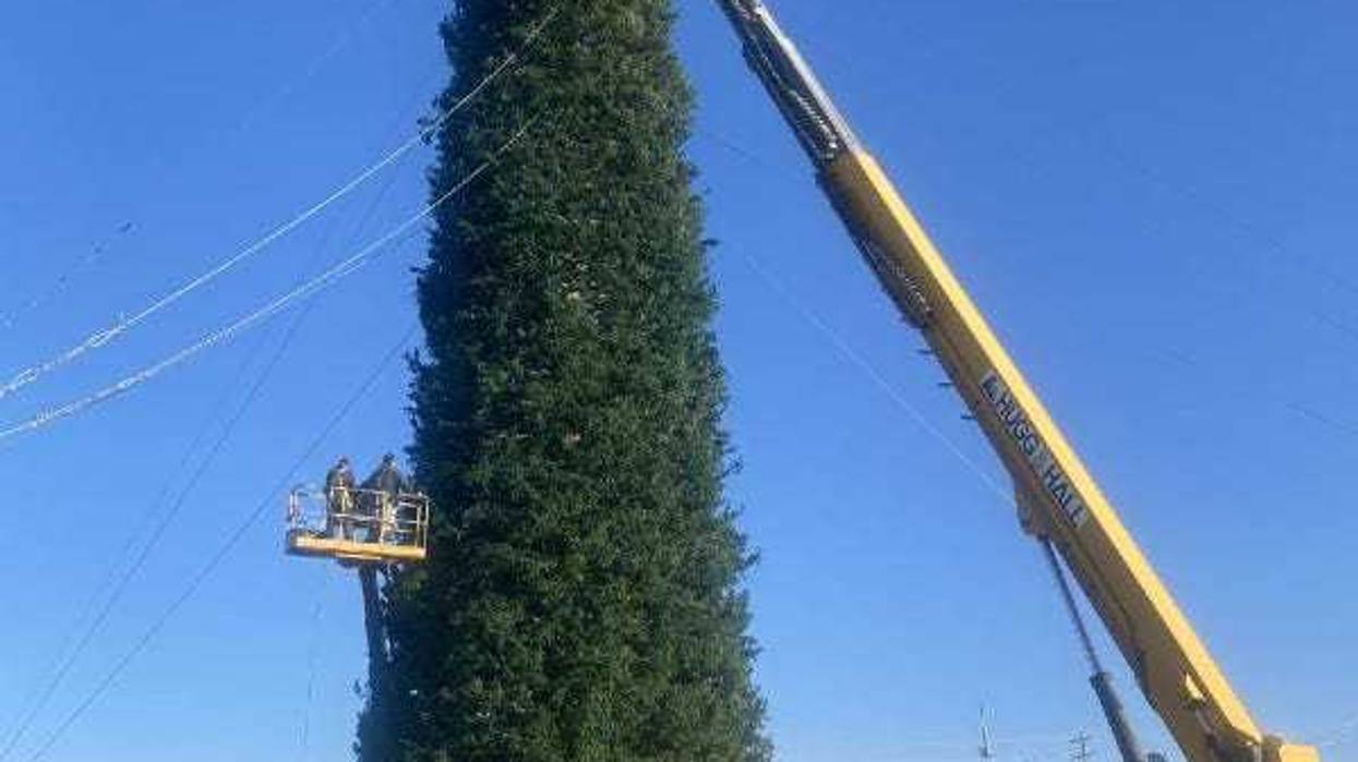 Crew members in boom lifts decorate the 140-foot-tall "world s tallest fresh-cut Christmas tree" with lights and decorations in downtown Enid.