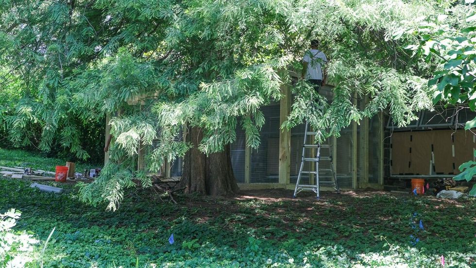 Crews at the Philadelphia Zoo are creating an enclosed porch where Caribbean flamingos are housed, indoors and off-exhibit.