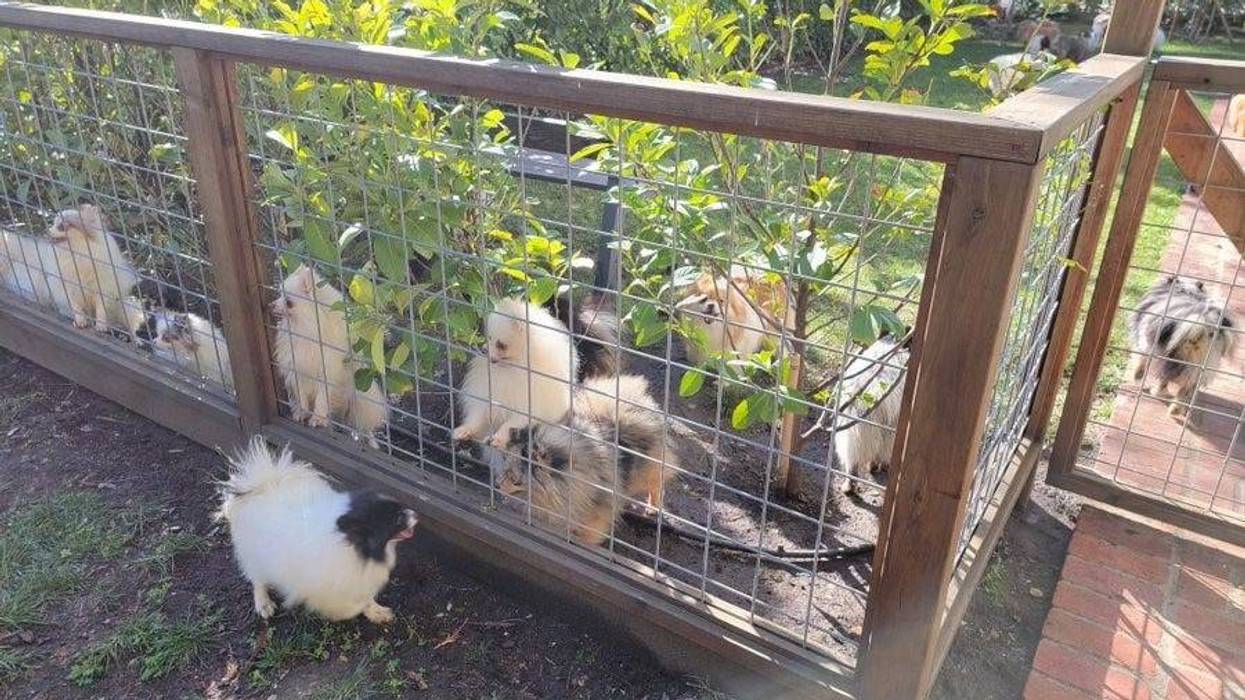 Crews have managed to rescue dozens of cats and dogs from a garage fire in Contra Costa County.