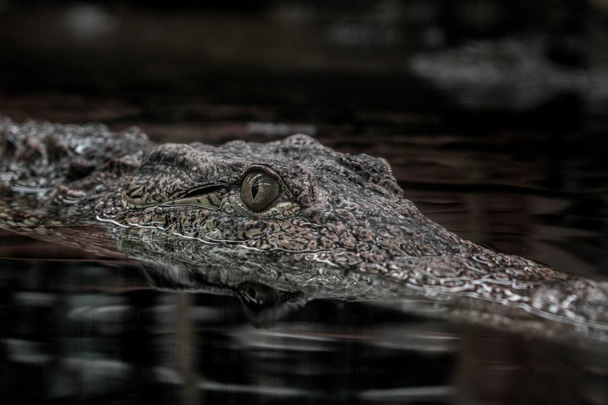 Crocodile swimming.