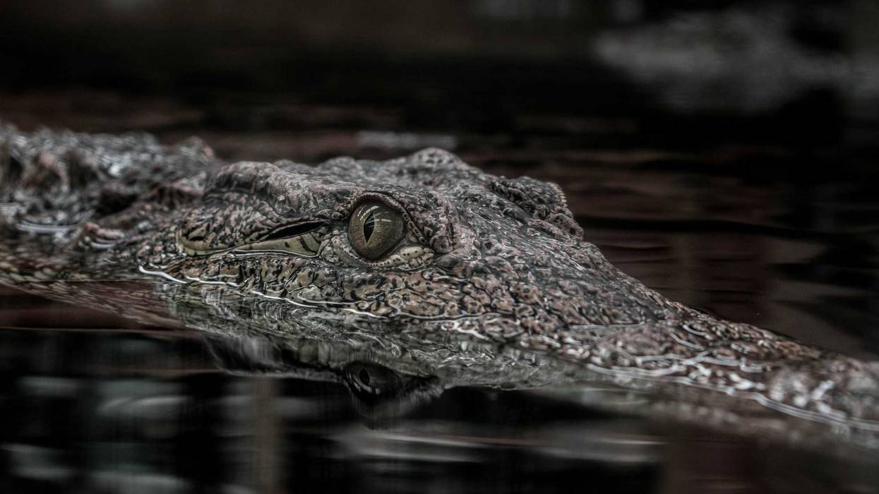 Crocodile swimming.