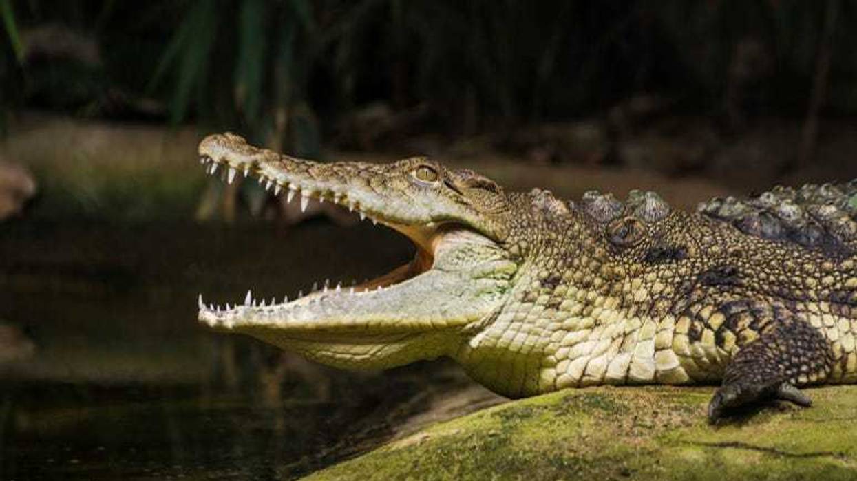 Crocodile