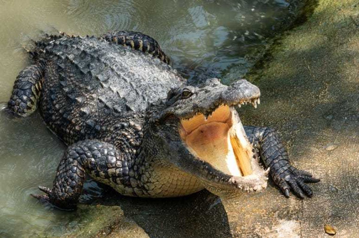 Crocodile