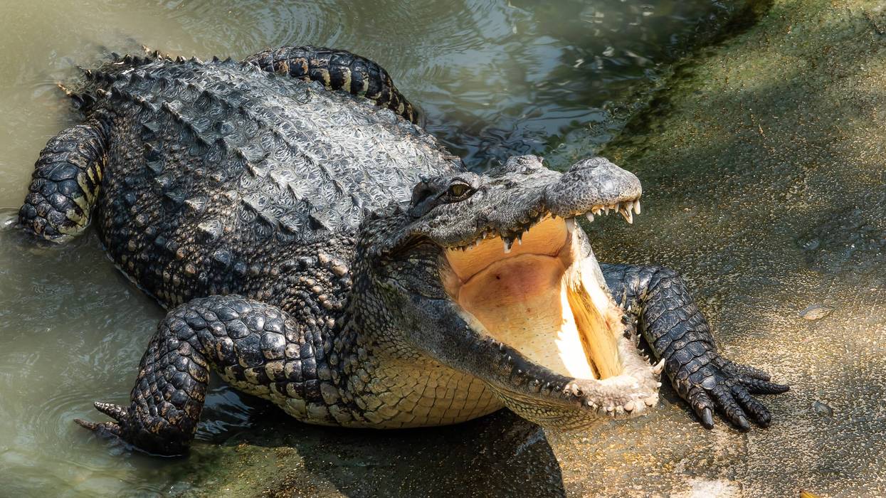 Crocodiles on the loose