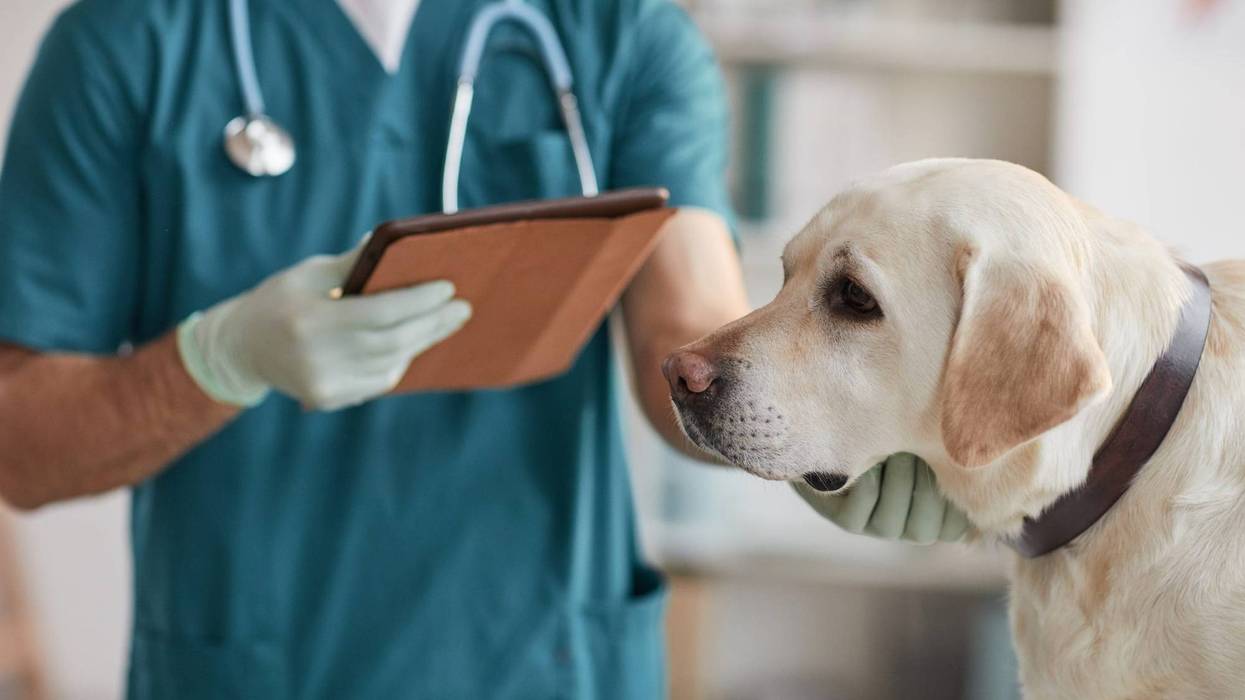 Cropped portrait of unrecognizable male veterinarian examining white Labrador dog at vet clinic.