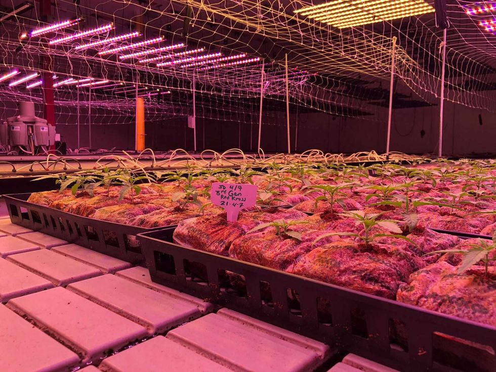 Crops grown at Wheatfield Gardens. April 21, 2021