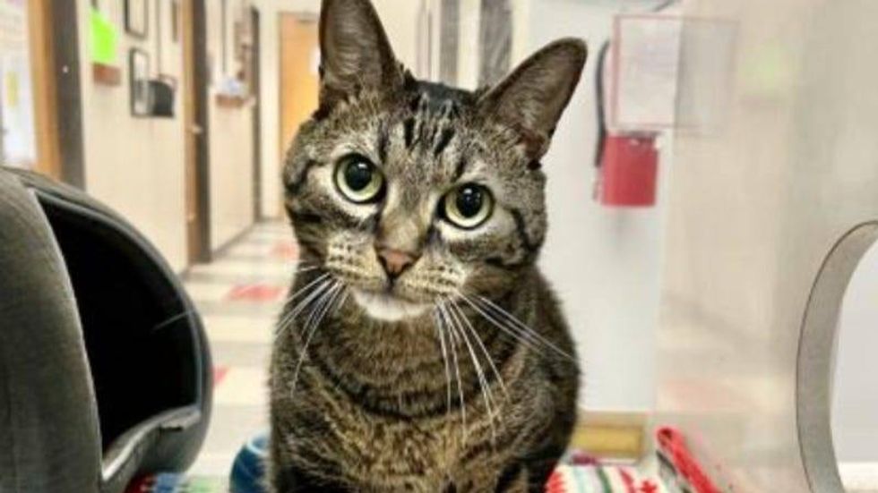 Crosby Austin Humane Society May 2021