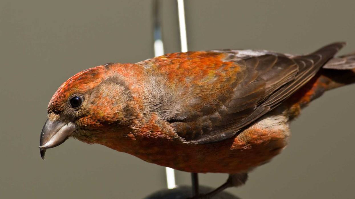 crossbill closeup