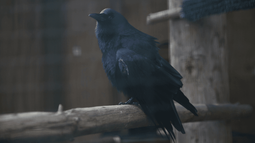 Crowgan the fish crow